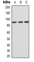 IHC-plus™ CD119 / IFNGR1 Antibody (C-Terminus)