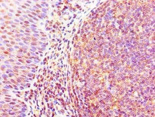 GJA1 / CX43 / Connexin 43 Antibody (aa233-382)