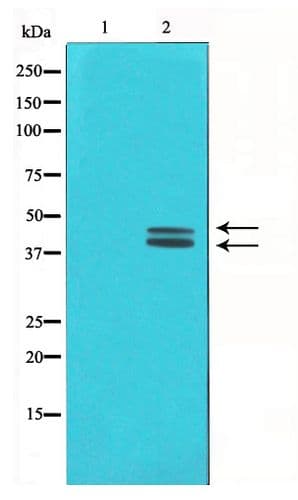 ERK1 + ERK2 Antibody