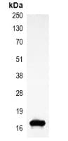 HIST1H3H Antibody
