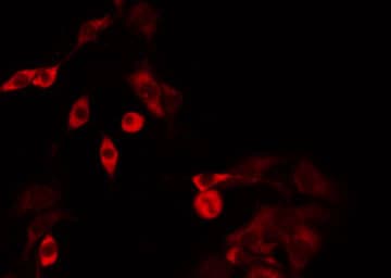 Polyclonal Rabbit anti-Human GBP3 Antibody (IF, WB)