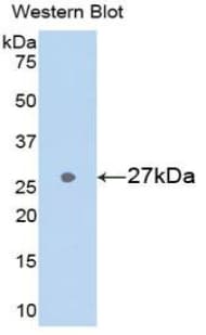 GSTA3 Antibody (aa1-221)