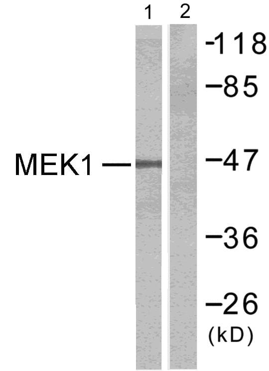 Polyclonal Rabbit anti-Human MEK1 + MEK2 Antibody (p217, WB)