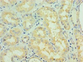 NTRK2 / TRKB Antibody (aa32-282)