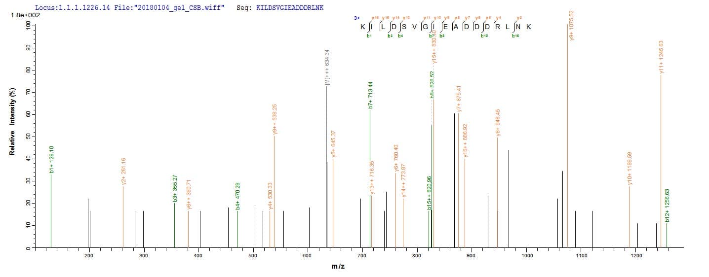 Human RPLP2 Protein (Recombinant 6His, N-terminus)
