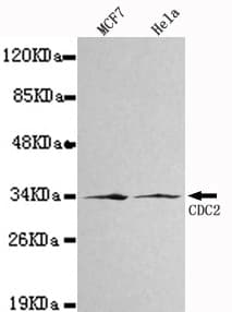 CDK1 / CDC2 Antibody