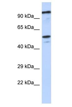 ZSCAN5 / ZSCAN5A Antibody (aa141-190)