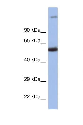 ICSBP / IRF8 Antibody (C-Terminus)