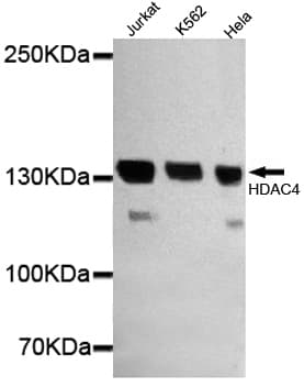 HDAC4 Antibody