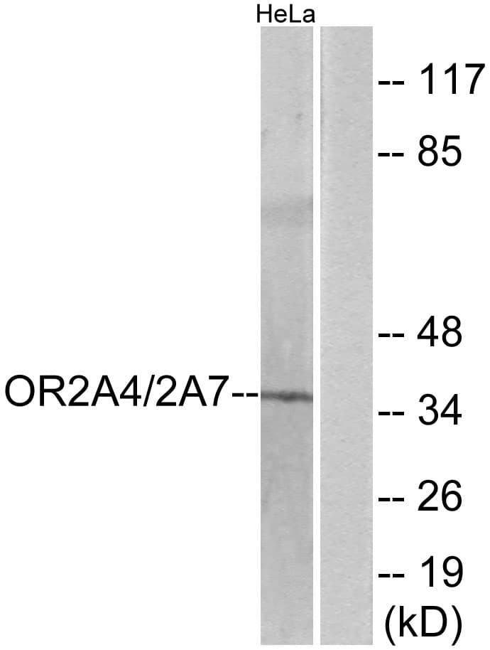 OR2A4 Antibody (aa231-280)
