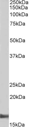 IHC-plus™ Polyclonal Goat anti-Human AIF1 / IBA1 Antibody (aa149-161, IHC, WB)