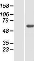 SNX4 Protein (Over-Expression Lysate Myc-DDK (Flag))
