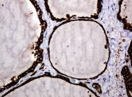 POGK Antibody (clone OTI6D5, Carrier-free)