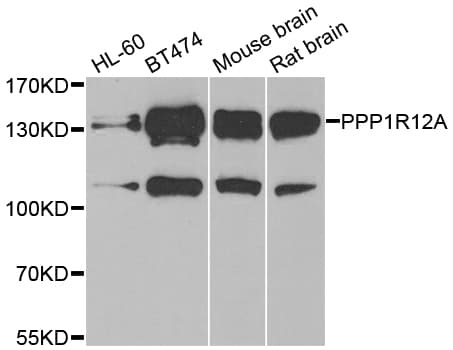 PPP1R12A / MYPT1 Antibody