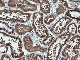 ACAA2 Antibody (clone OTI1B1)