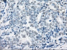 XRCC4 Antibody (clone OTI4H9)