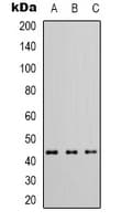 NECL-1 / CADM3 Antibody (Internal)