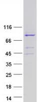 Human AVL9 Protein (Recombinant Myc-DDK (Flag))
