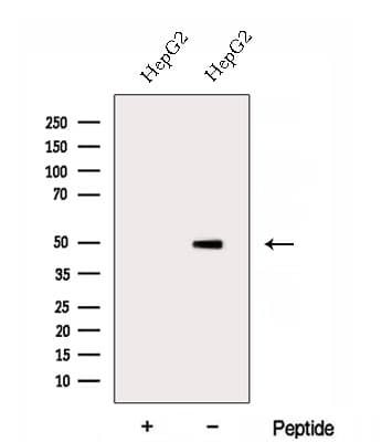 DOC2B Antibody