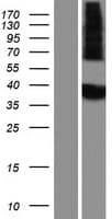 MINPP1 Protein (Over-Expression Lysate Myc-DDK (Flag))