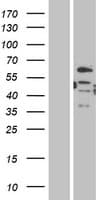 DMRT2 Protein (Over-Expression Lysate Myc-DDK (Flag))