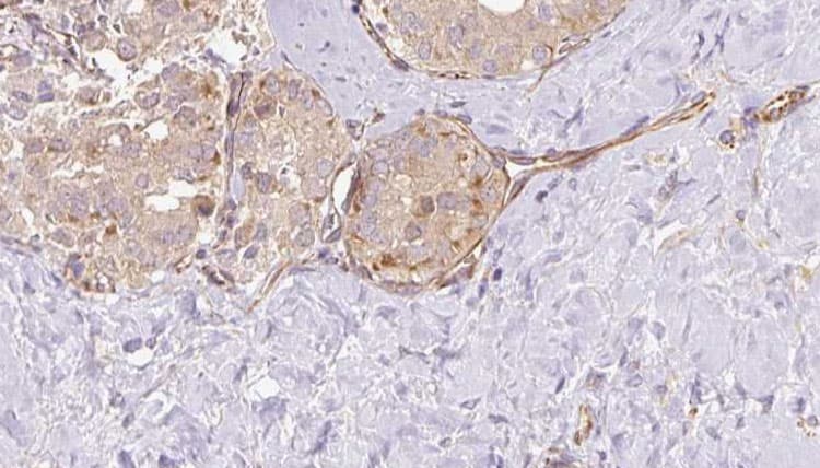 Polyclonal Rabbit anti-Human SUOX / Sulfite Oxidase Antibody (IHC, IF, WB)
