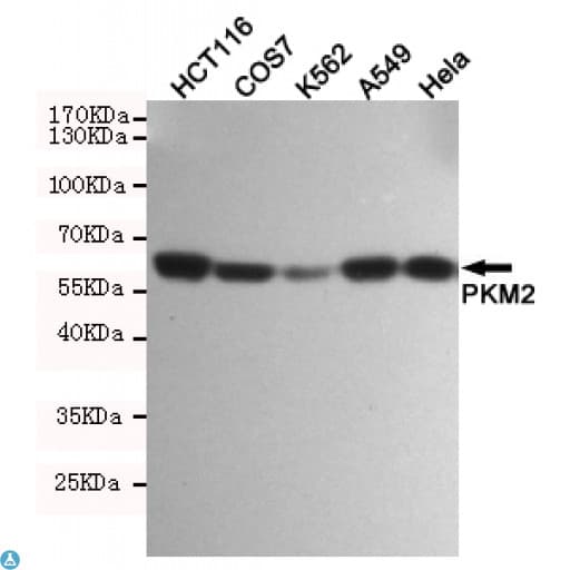 PKM / Pyruvate Kinase, Muscle Antibody