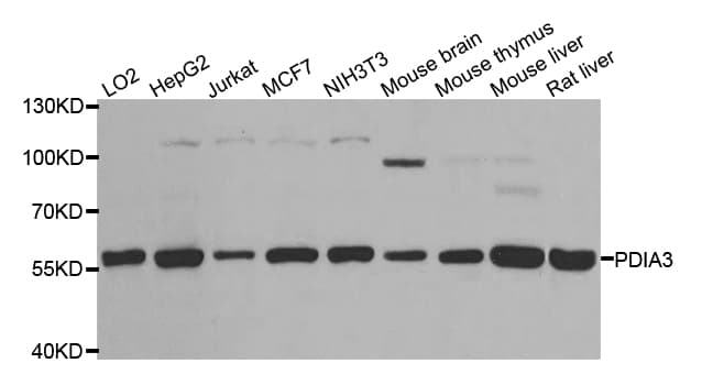 Polyclonal Rabbit anti-Human PDIA3 / ERp57 Antibody (IHC, WB)