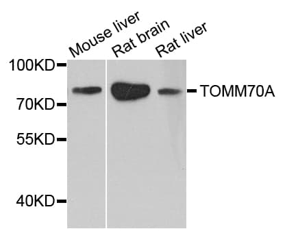 TOMM70A Antibody