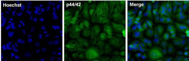 ERK1 + ERK2 Antibody (clone 3F8B3)