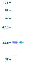 Human GNG7 Protein (Recombinant GST)