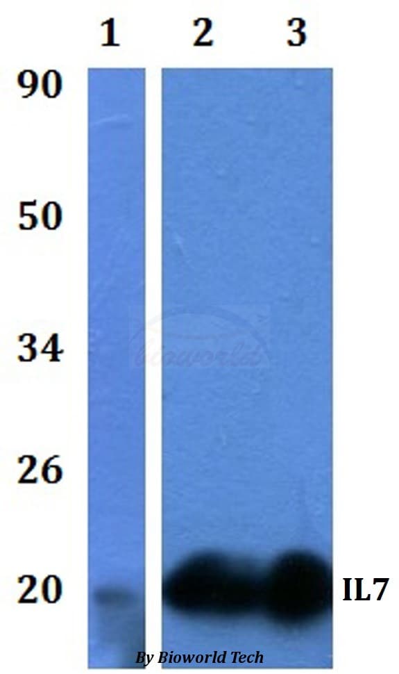 IL7 Antibody