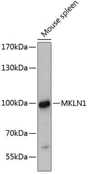 Polyclonal Rabbit anti-Human MKLN1 / Muskelin Antibody (WB)