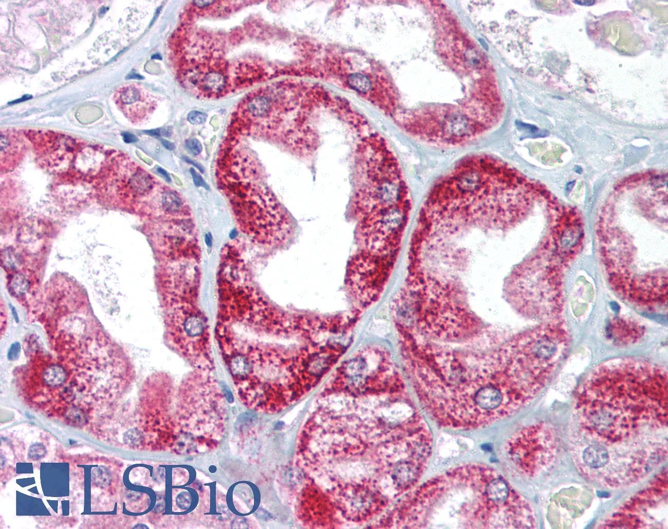 AIFM1 / AIF / PDCD8 Antibody (aa211-260)