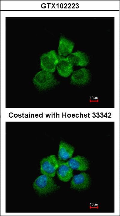 ARHGEF18 Antibody (aa770-990)