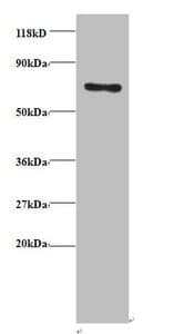 Polyclonal Rabbit anti-Human TRAP1 / HSP75 Antibody (IF, WB)