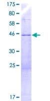 Human YPEL3 Protein (Recombinant GST)