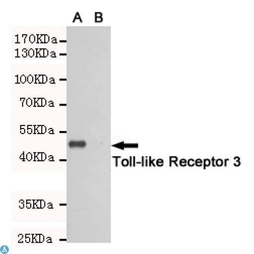 TLR3 Antibody