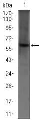 Monoclonal Mouse anti-Human PDE1B Antibody (clone 5C4A3, aa370-536, IHC, WB)