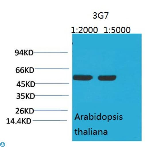 Monoclonal Mouse anti-Human rbcL Antibody (WB)