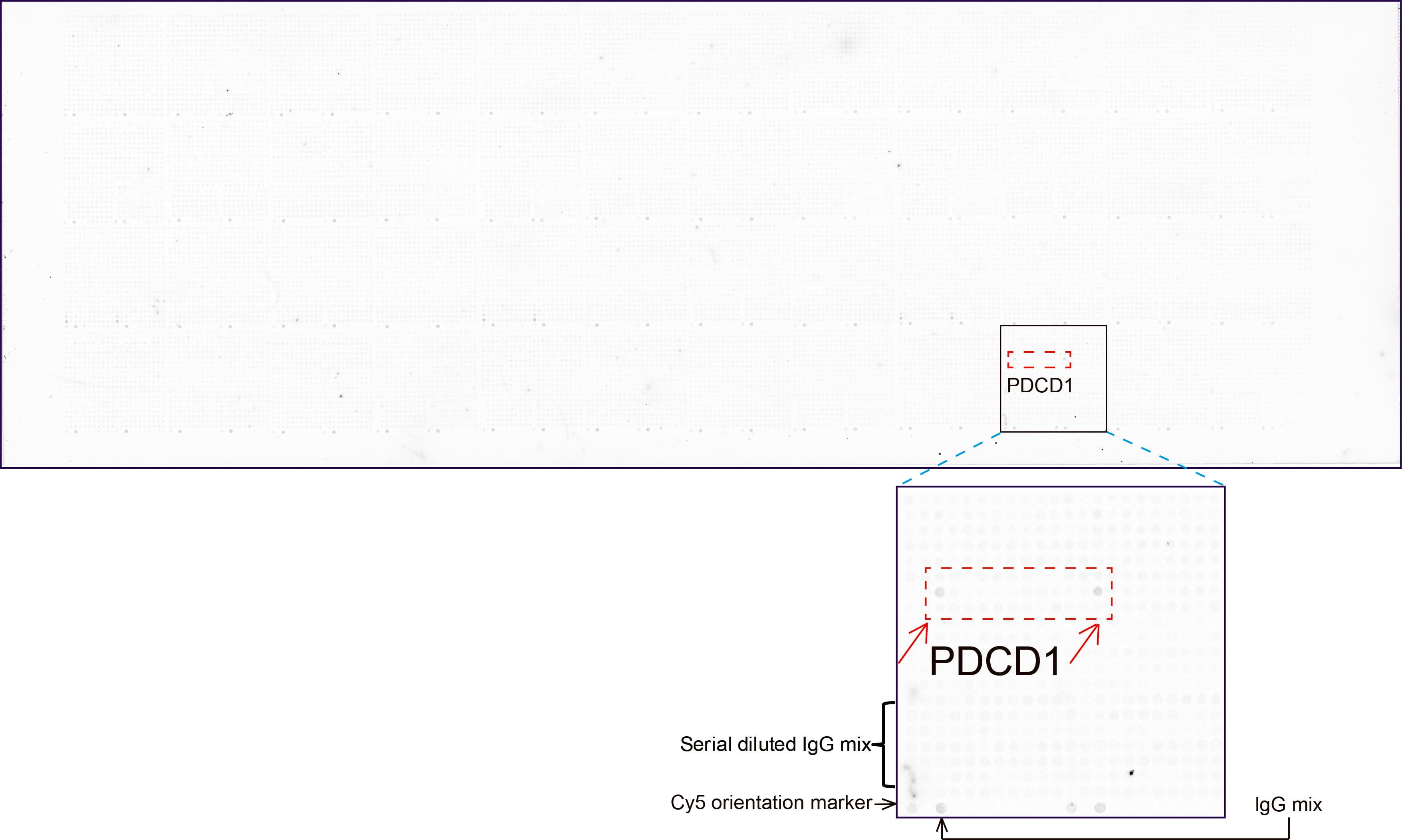 PDCD1 / CD279 / PD-1 Antibody (clone UMAB199, Carrier-free)