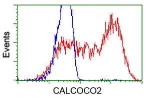 CALCOCO2 Antibody (clone OTI4H5)
