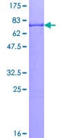 Human CCNA2 / Cyclin A2 Protein (Recombinant GST)