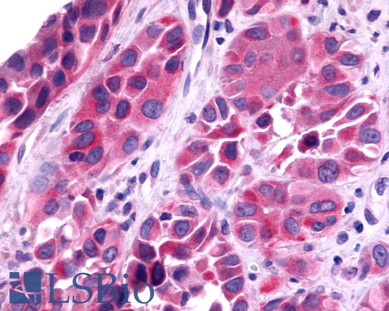 IHC-plus™ TAAR6 Antibody (Cytoplasmic Domain)
