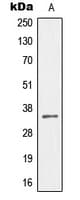 GAX / MEOX2 Antibody (Internal)