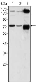 ATP2C1 Antibody (clone 4G12)