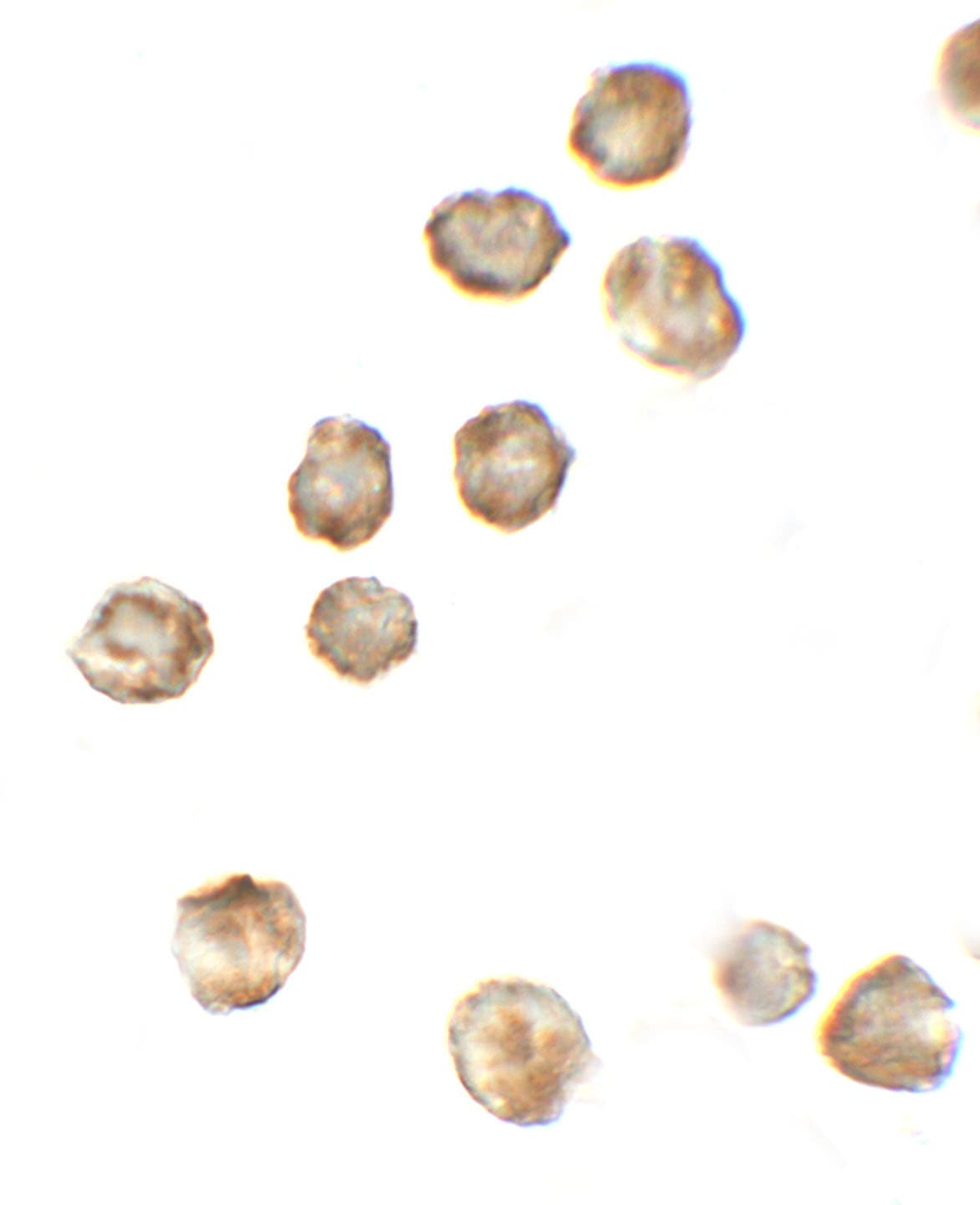 IHC-plus™ P2RX7 / P2X7 Antibody