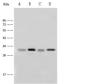 YWHAQ / 14-3-3 Theta Antibody (Preservative Free)