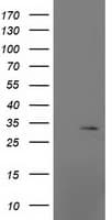 MRPS2 Antibody (clone OTI4D6)