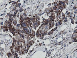 MRPS27 Antibody (clone OTI3A8)